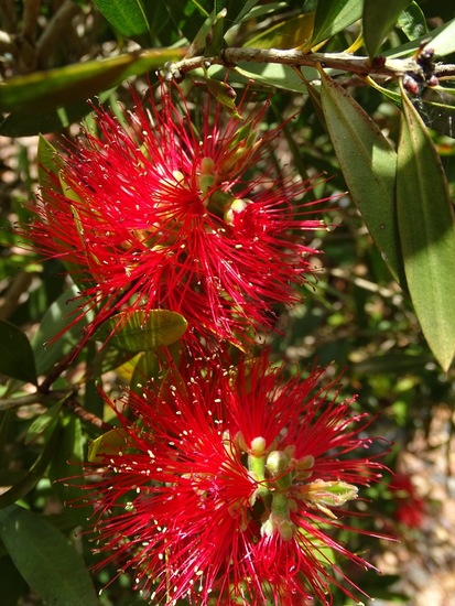 Tuin Dongen, 3-7-2016.