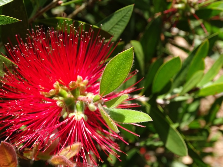 Tuin Dongen, 3-7-2016.