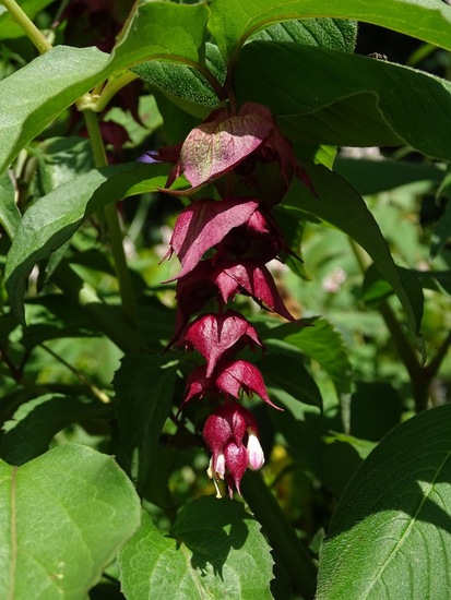 Tuin Dongen, 3-7-2016.