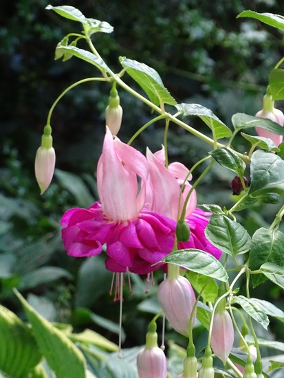 Tuin Dongen, 3-7-2016.