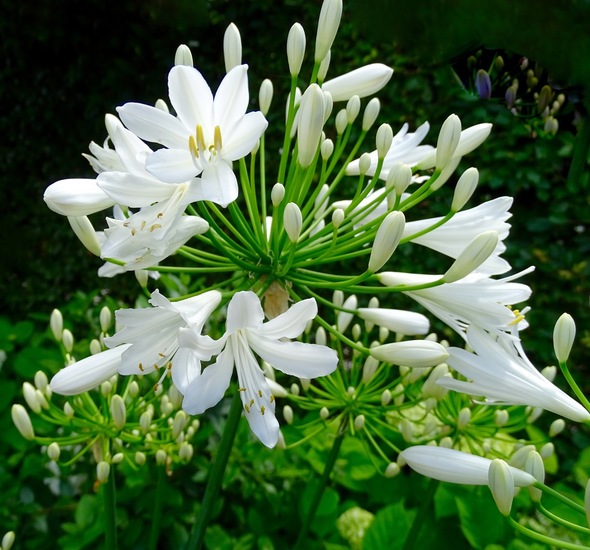 Tuin Dongen, 3-7-2016.