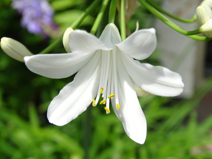 Tuin Dongen, 3-7-2016.