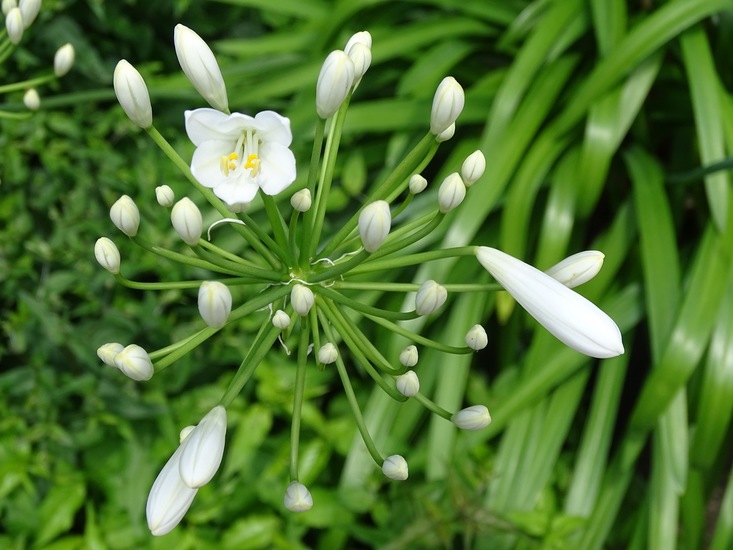 Tuin Dongen, 3-7-2016.