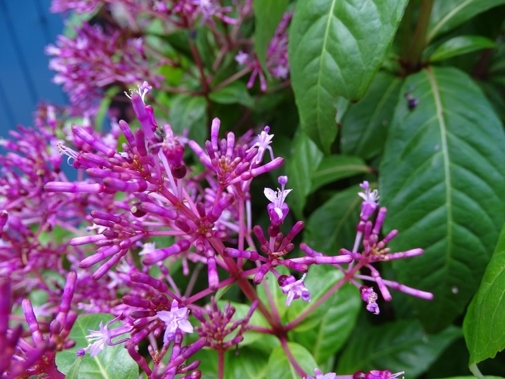 Tuin Dongen, 3-7-2016.