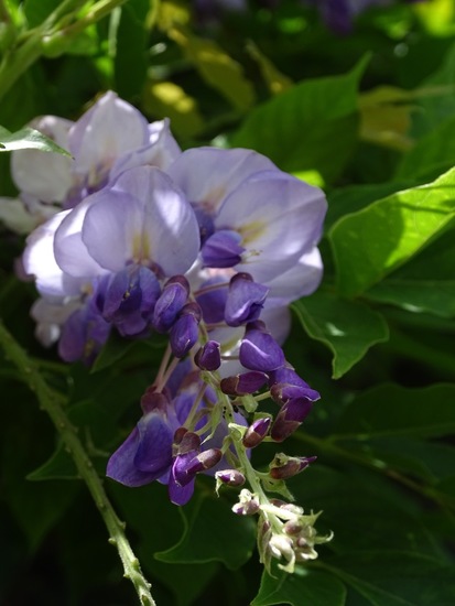 Tuin Dongen, 3-7-2016.