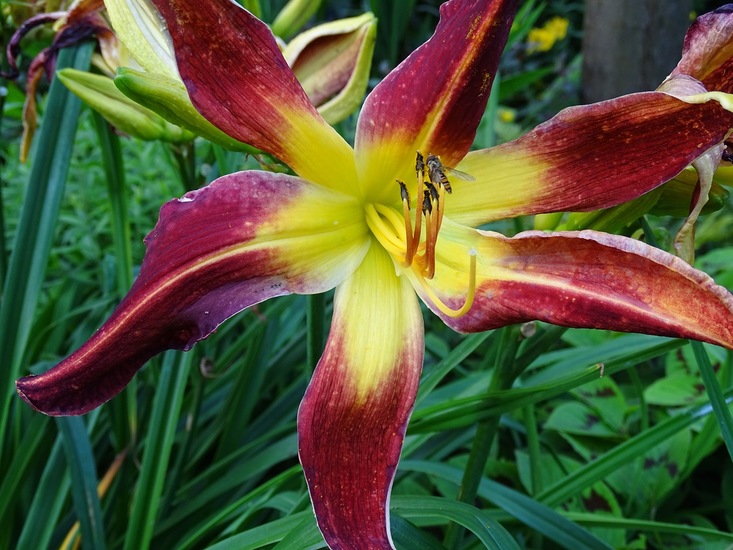 Tuin Dongen, 3-7-2016.