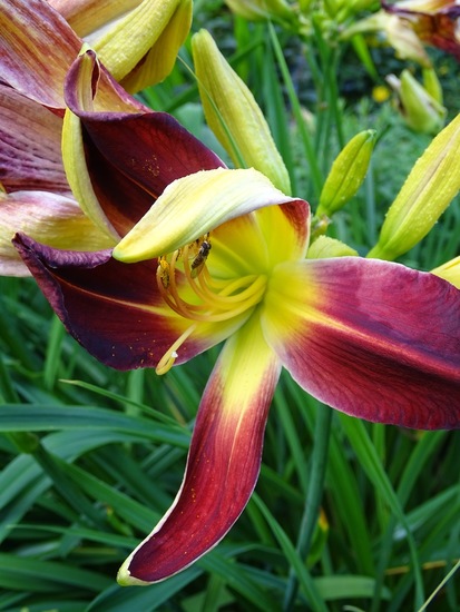 Tuin Dongen, 3-7-2016.