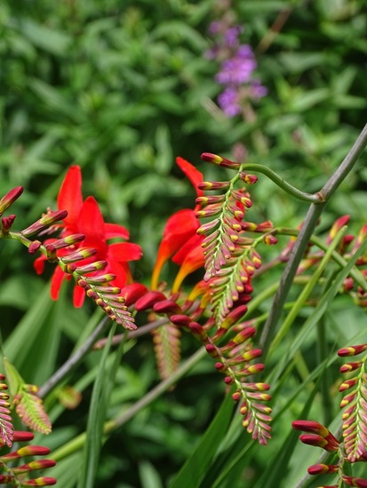 Tuin Dongen, 3-7-2016.