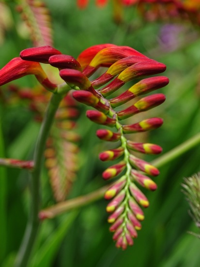 Tuin Dongen, 3-7-2016.