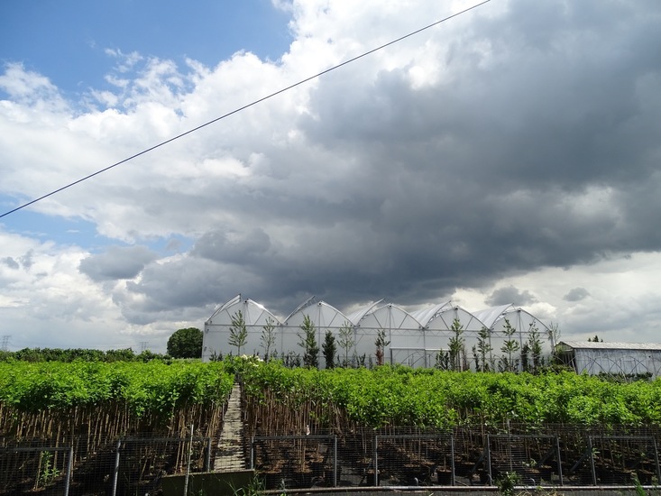 Tuin Dongen, 3-7-2016.