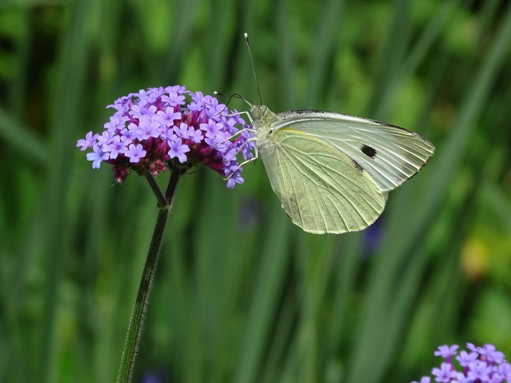 Tuin Dongen, 3-7-2016.