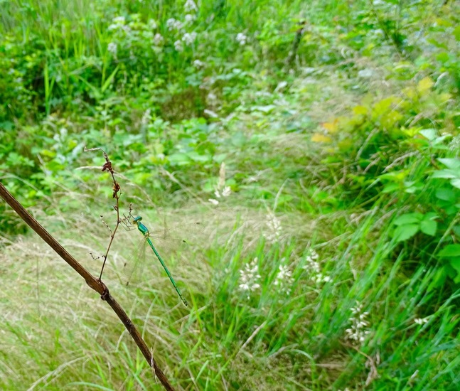 Pantserjuffer, Lestes spec.