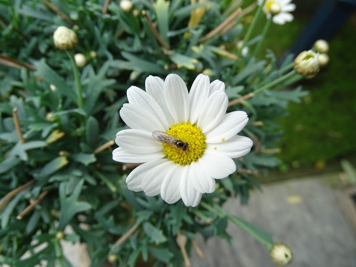 Tuin Dongen, 3-7-2016.