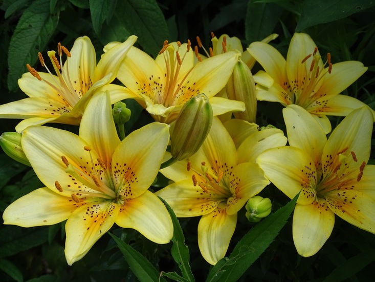 Tuin Dongen, 3-7-2016.