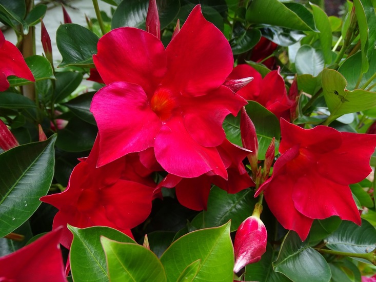 Tuin Dongen, 3-7-2016.