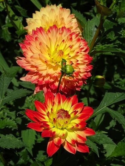 Tuin Dongen, 3-7-2016.