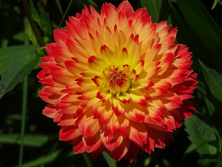 Tuin Dongen, 3-7-2016.