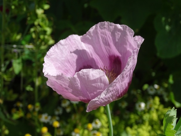 Tuin Dongen, 3-7-2016.