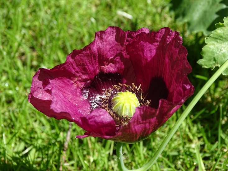 Tuin Dongen, 3-7-2016.