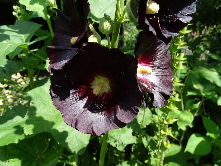 Tuin Dongen, 3-7-2016.