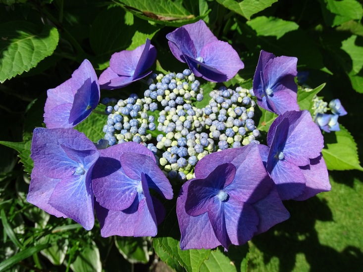 Tuin Dongen, 3-7-2016.