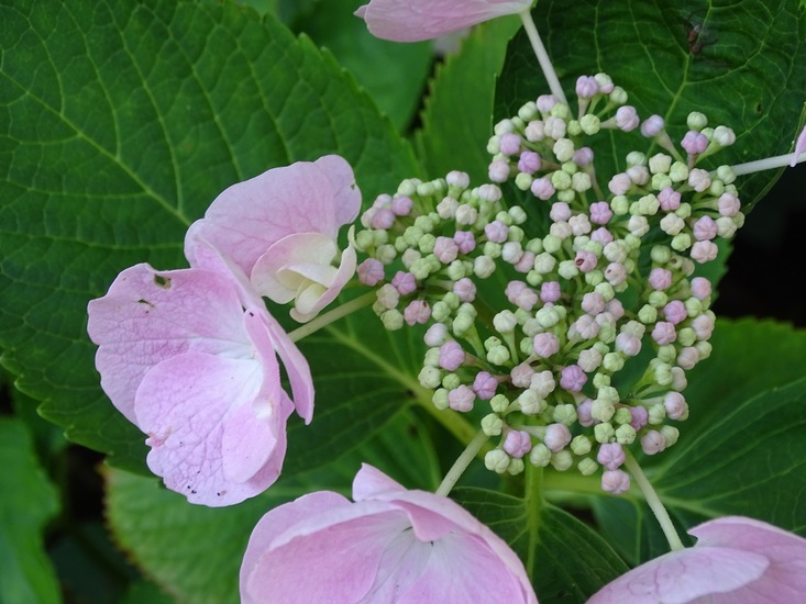 Tuin Dongen, 3-7-2016.