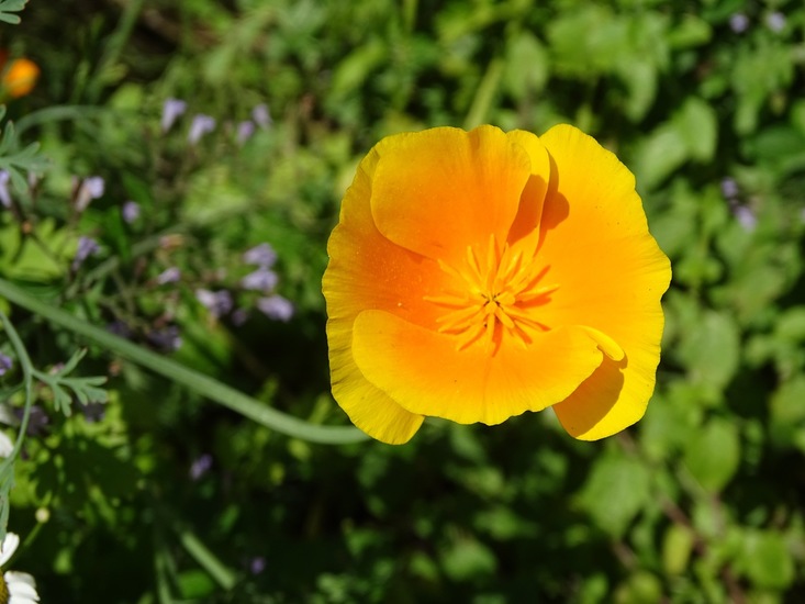 Tuin Dongen, 3-7-2016.