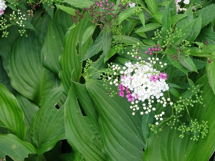 Tuin Dongen, 3-7-2016.