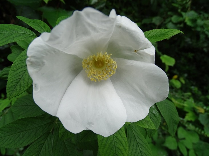 Tuin Dongen, 3-7-2016.