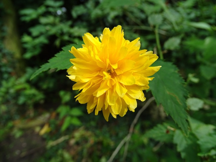 Tuin Dongen, 3-7-2016.