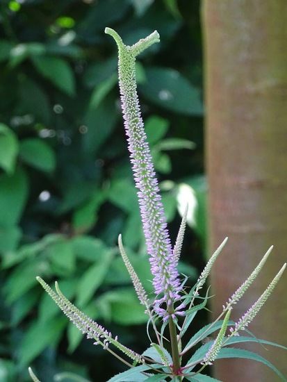 Veronicastrum virginicum.