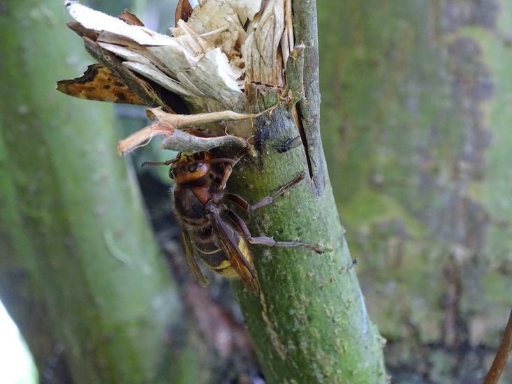 Biesbosch. 6-7-2016.