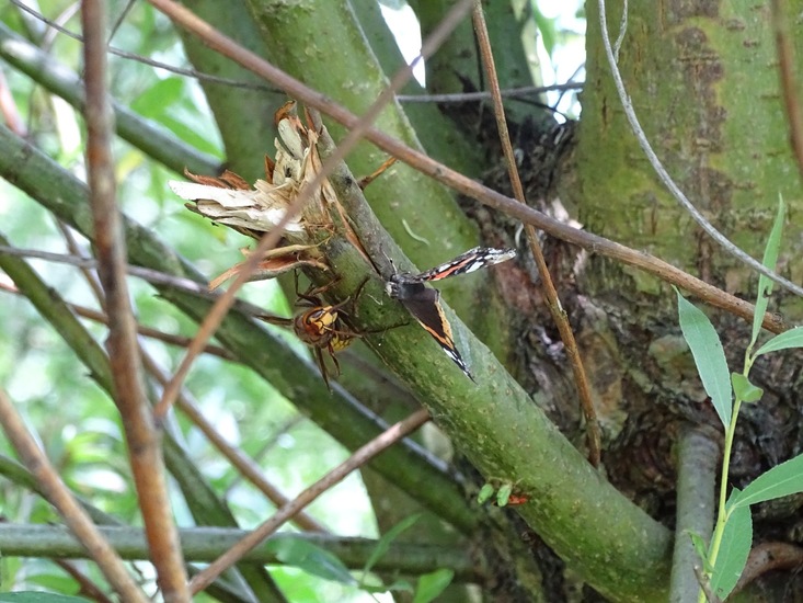 Biesbosch. 6-7-2016.
