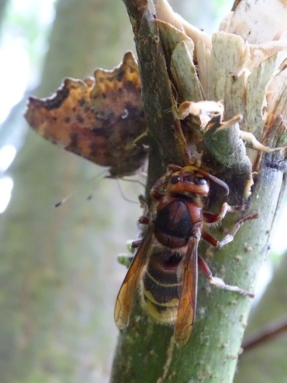 Biesbosch. 6-7-2016.
