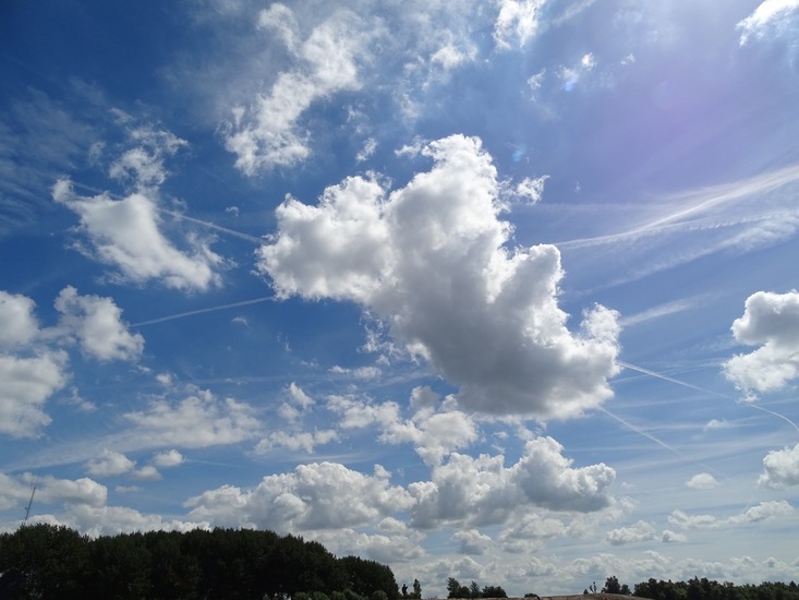 Biesbosch. 6-7-2016.