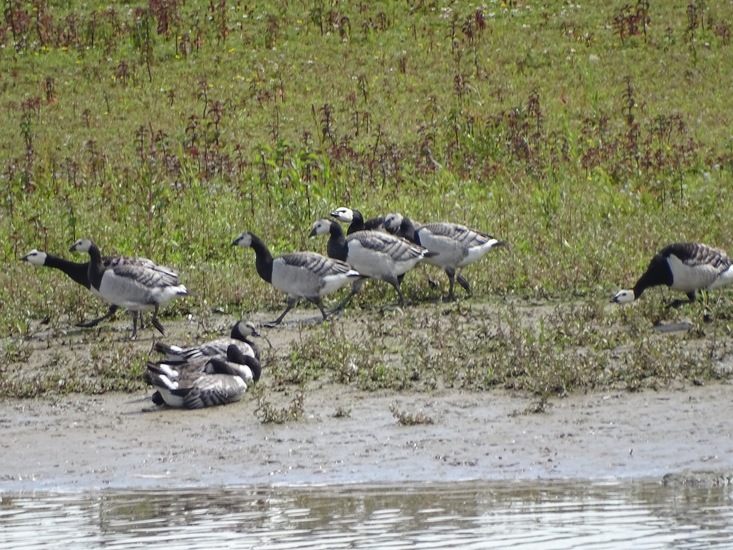 Biesbosch. 6-7-2016.