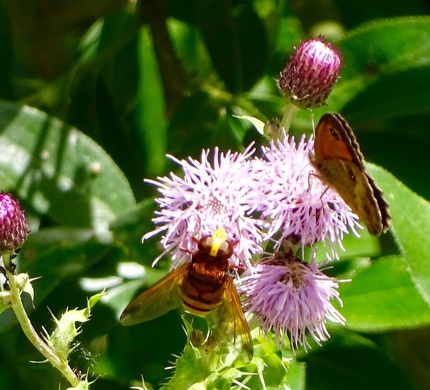 Biesbosch. 6-7-2016.