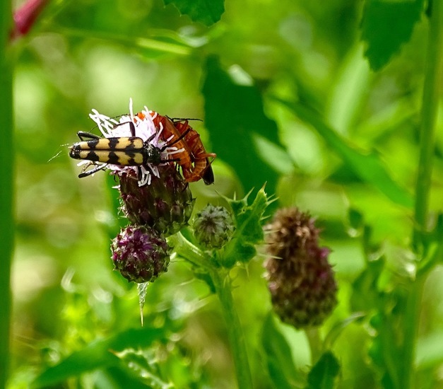 Biesbosch. 6-7-2016.