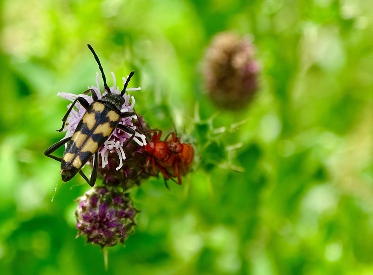 Biesbosch. 6-7-2016.
