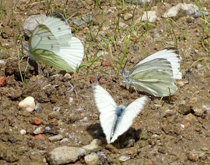Biesbosch. 6-7-2016.