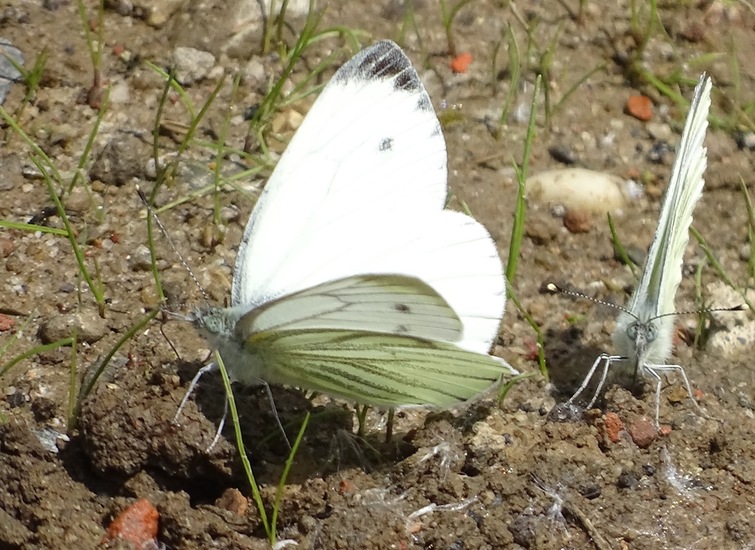 Biesbosch. 6-7-2016.