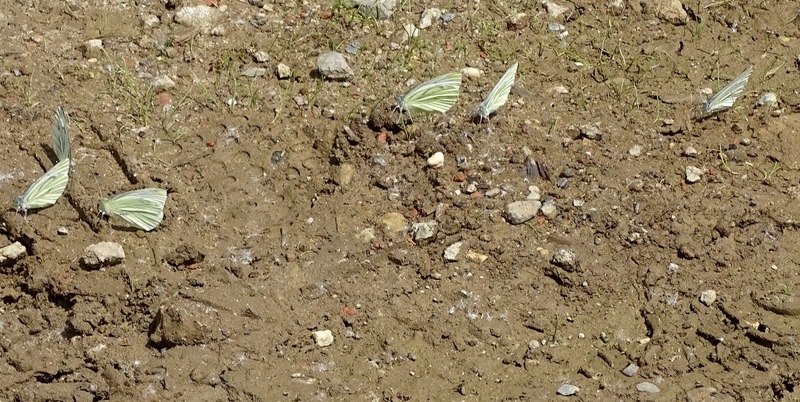 Biesbosch. 6-7-2016.