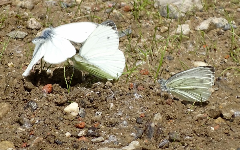 Biesbosch. 6-7-2016.