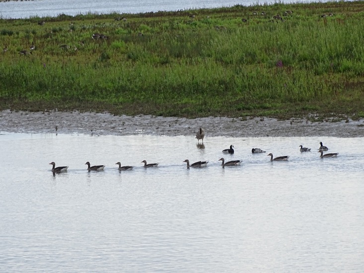 Biesbosch. 6-7-2016.