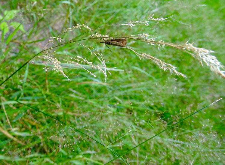 Brandnetelbladroller (Celypha lacunana).