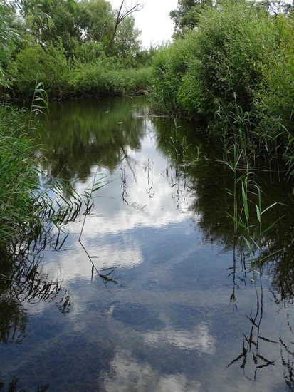 Biesbosch. 6-7-2016.