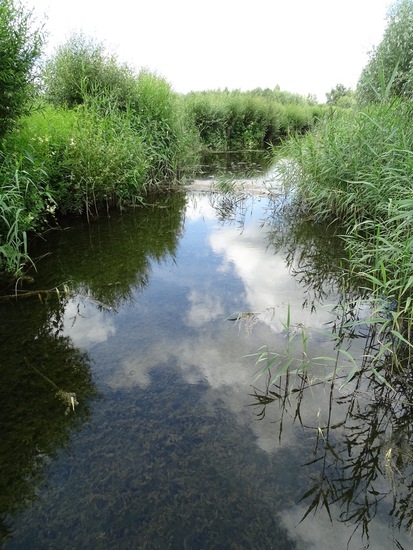 Biesbosch. 6-7-2016.