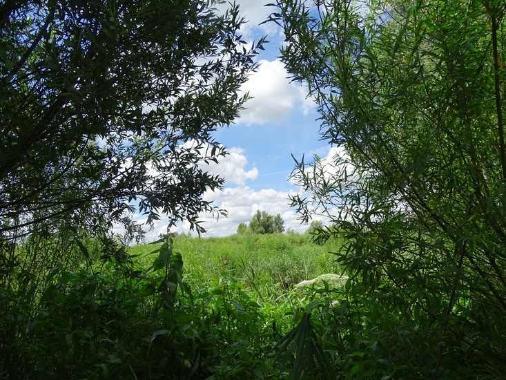 Biesbosch. 6-7-2016.