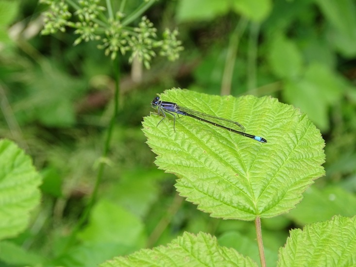 Biesbosch. 6-7-2016.