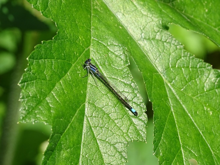 Biesbosch. 6-7-2016.